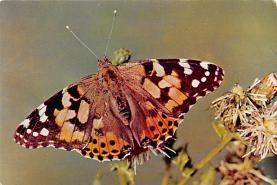 sub054243 - Butterflies Post Card