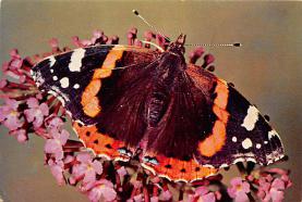 sub054245 - Butterflies Post Card