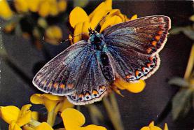 sub054257 - Butterflies Post Card