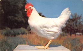 sub063231 - chicken Post Card
