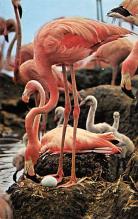 sub063235 - Flamingo Post Card