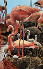 sub063239 - Flamingo Post Card