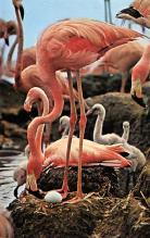 sub063241 - Flamingo Postcard