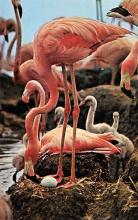 sub063243 - Flamingo Postcard
