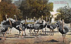 sub063247 - Ostriches Post Card