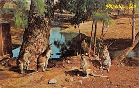 sub063291  New Guinean Forest Wallabies Post Card
