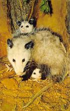 sub063355  Opossum Didelphis Marsupialis Postcard