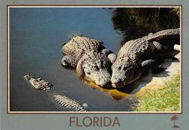 sub063367 - Alligators Post Card