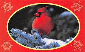 sub063381 - Birds Post Card