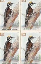sub063417 - Birds Post Card