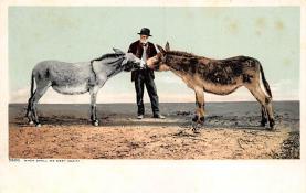 sub063531 - Donkey Post Card