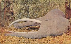 sub063535 - Elephant Post Card