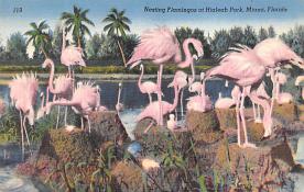 sub063555 - Flamingo Post Card