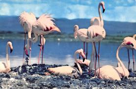 sub063563 - Flamingo Post Card