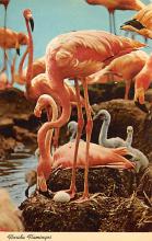 sub063565 - Flamingo Post Card