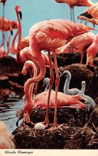 sub063571 - Flamingo Post Card