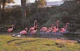 sub063581 - Flamingo Post Card