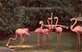sub063585 - Flamingo Post Card