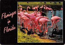 sub063587 - Flamingo Post Card