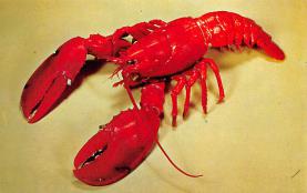 sub063613 - Lobsters Post Card
