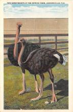 sub063649 - Ostrich Post Card