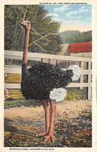 sub063653 - Ostrich Post Card