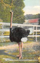 sub063669 - Ostrich Post Card