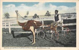 sub063671 - Ostrich Post Card