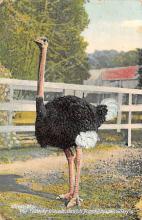 sub063677 - Ostrich Post Card