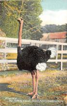sub063679 - Ostrich Post Card