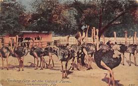 sub063683 - Ostrich Post Card