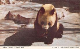sub063697 - Panda Bear Post Card