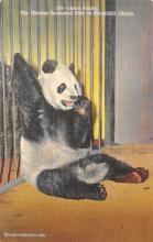 sub063703 - Panda Bear Post Card