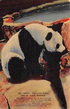 sub063705 - Panda Bear Post Card