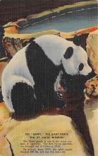 sub063707 - Panda Bear Post Card