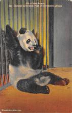 sub063715 - Panda Bear Post Card