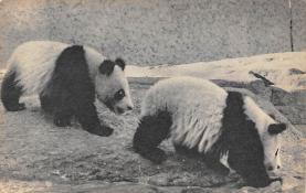 sub063717 - Panda Bear Post Card