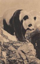 sub063719 - Panda Bear Post Card