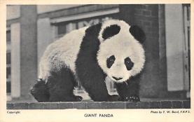 sub063721 - Panda Bear Post Card