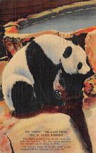 sub063723 - Panda Bear Post Card