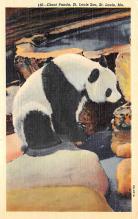 sub063725 - Panda Bear Post Card