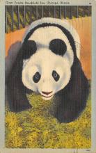 sub063727 - Panda Bear Post Card