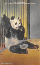 sub063729 - Panda Bear Post Card