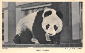 sub063731 - Panda Bear Post Card