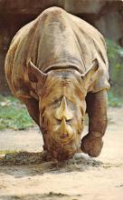 sub063825 - Rhino, Hippo Post Card