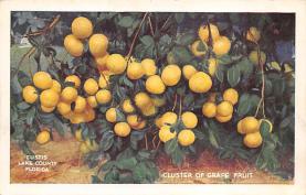 sub064213 - Orange Groves Post Card