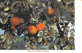 sub064247 - Orange Groves Post Card
