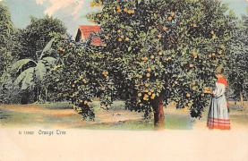 sub064253 - Orange Groves Post Card