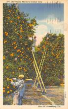 sub064263 - Orange Groves Post Card