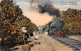 sub064273 - Orange Groves Post Card